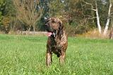 FILA BRASILEIRO 076